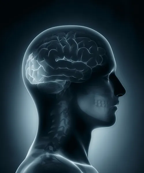 Radiografía médica del lóbulo occipital — Foto de Stock