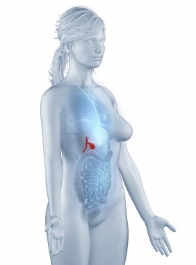Gall bladder position anatomy woman isolated lateral view clipart