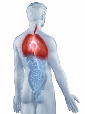solunum sistemi anatomisi adam arka görünümü izole