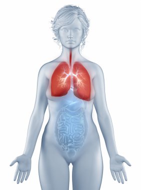 solunum sistemi anatomisi kadın izole