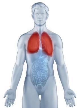 Akciğerler anatomi insan izole konumlandırın