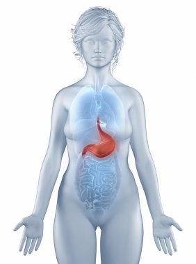 Stomach position anatomy woman isolated clipart