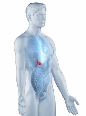 Gall bladder position anatomy man isolated lateral view clipart