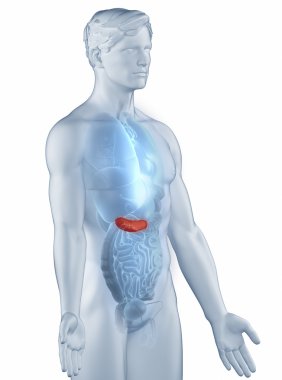Pancreas position anatomy man isolated lateral view clipart