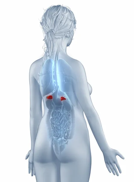 Adrenal position anatomi kvinna isolerad bakre uppfattning — Stockfoto