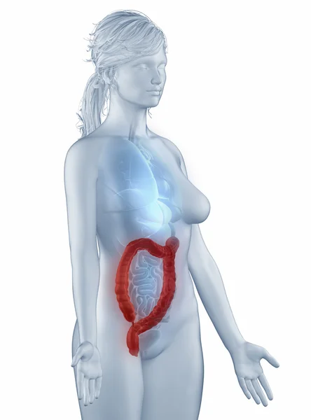 Анатомия положения толстой кишки женщина изолированный боковой обзор — стоковое фото
