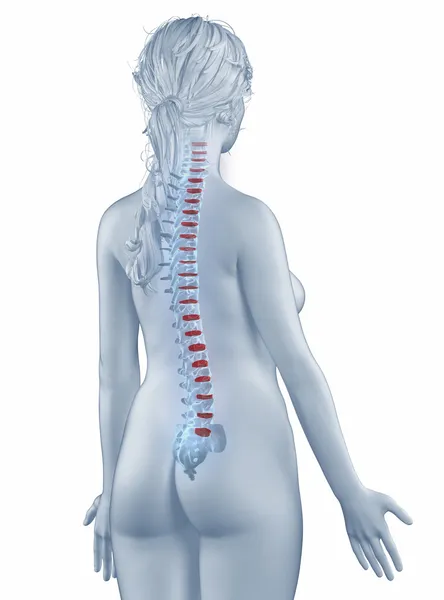 Kręgu pozycji anatomia kobieta na białym tle widok tylnej — Zdjęcie stockowe