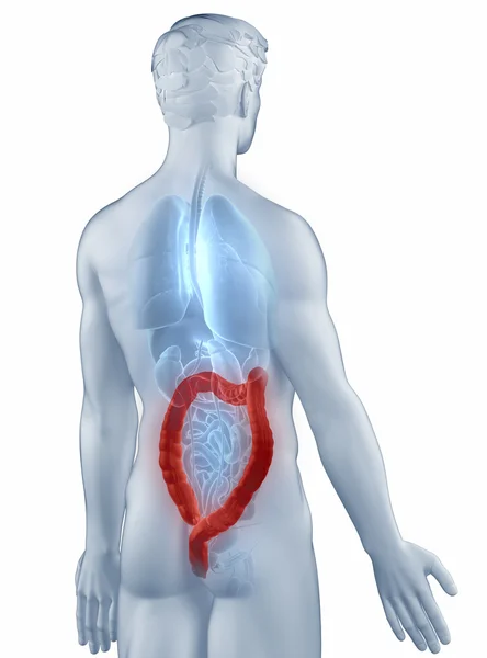 Darmposition Anatomie Mann isoliert hintere Ansicht — Stockfoto