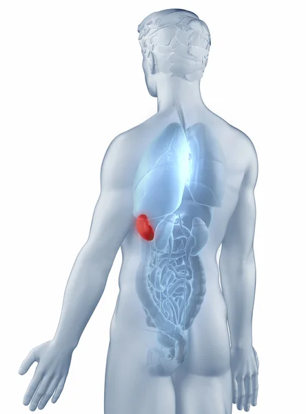 Spleen position anatomy man isolated posterior view — Stock Photo, Image