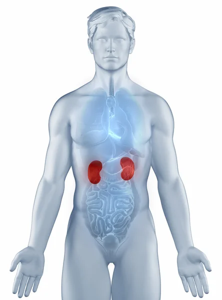 Kidney position anatomy man isolated — Stock Photo, Image