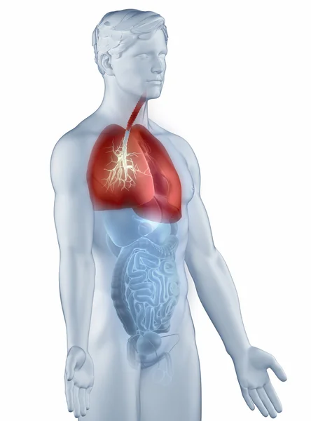Respiratory system anatomy man isolated lateral view — Stock Photo, Image
