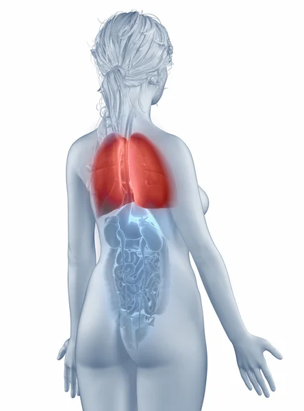 Płuc pozycja anatomia kobieta na białym tle widok tylnej — Zdjęcie stockowe