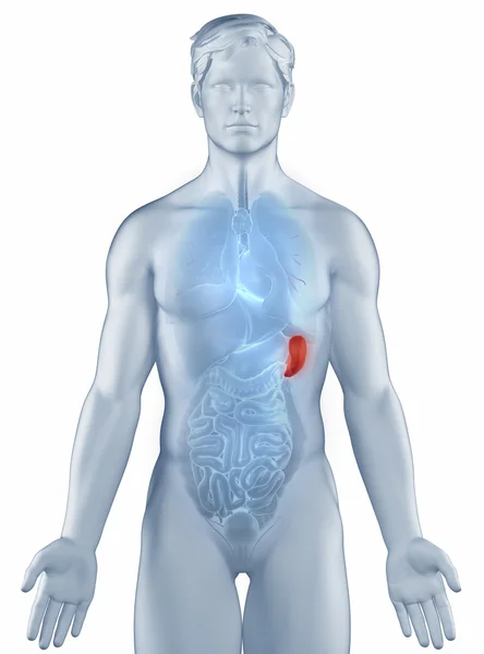 Spleen position anatomy man isolated — Stock Photo, Image