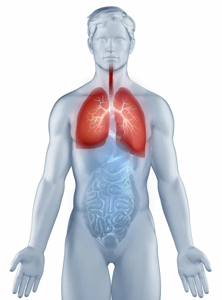 Sistema respiratorio posición anatomía hombre aislado — Foto de Stock