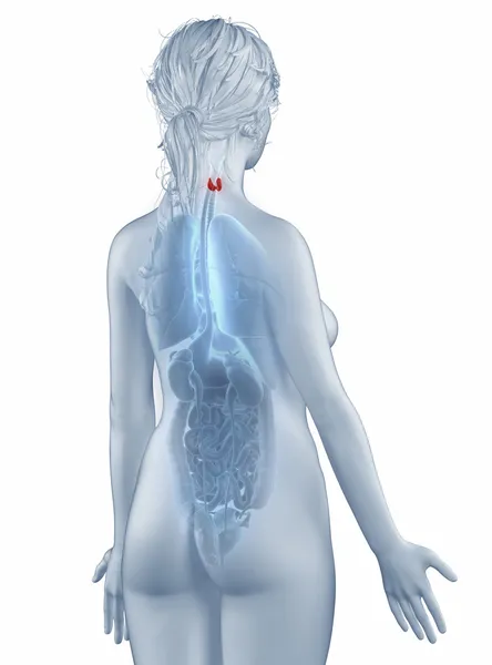 Anatomia da posição tireoidiana mulher vista posterior isolada — Fotografia de Stock