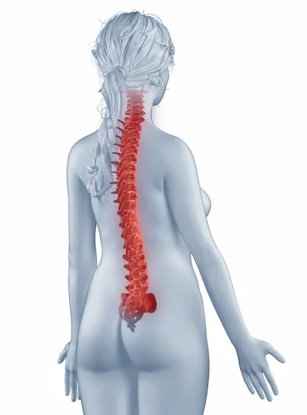 Anatomia da coluna vertebral mulher vista posterior isolada — Fotografia de Stock