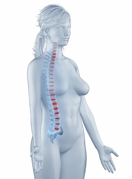 Vertebra posição anatomia mulher isolado vista lateral — Fotografia de Stock
