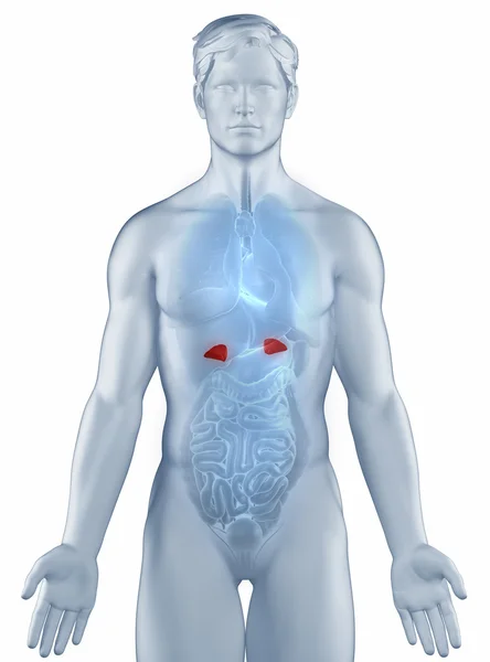 Adrenal position anatomy man isolated — Stock Photo, Image