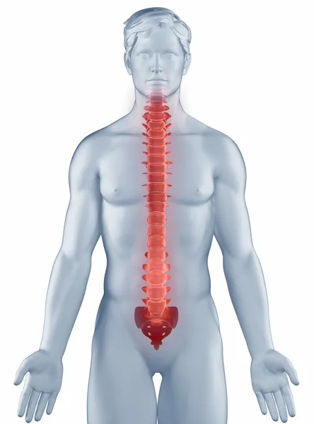 Poziția coloanei vertebrale anatomie om izolat — Fotografie, imagine de stoc