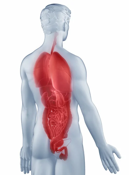Organe Position Anatomie Mann isoliert hintere Ansicht — Stockfoto