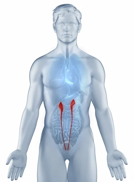 Ureter posición anatomía hombre aislado —  Fotos de Stock