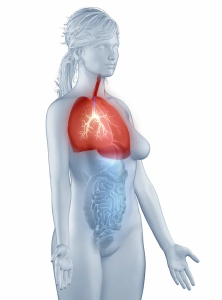 Anatomía del sistema respiratorio mujer vista lateral aislada — Foto de Stock