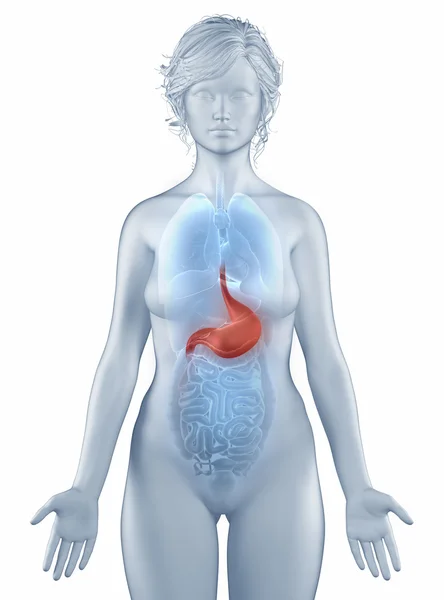 Анатомия положения желудка женщина изолирована — стоковое фото