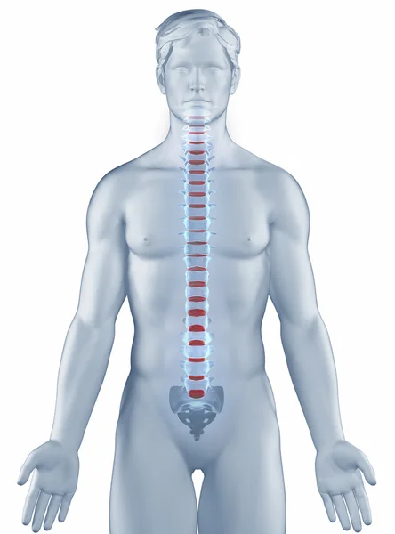 Vertebra position anatomy man isolated — Stock Photo, Image