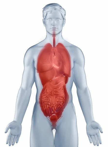 Órgãos posição anatomia homem isolado — Fotografia de Stock