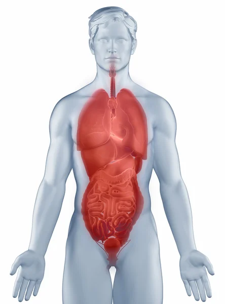 Organen plaats anatomie man geïsoleerd — Stockfoto