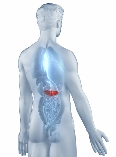 Pâncreas posição anatomia homem isolado posterior vista — Fotografia de Stock