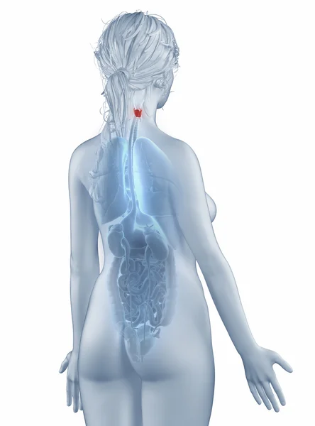 Анатомия положения гортани женщина изолированный вид сзади — стоковое фото