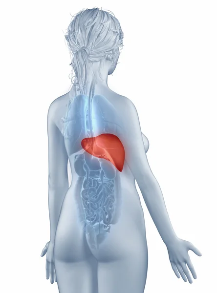 肝脏位置解剖女人隔离后视图 — 图库照片