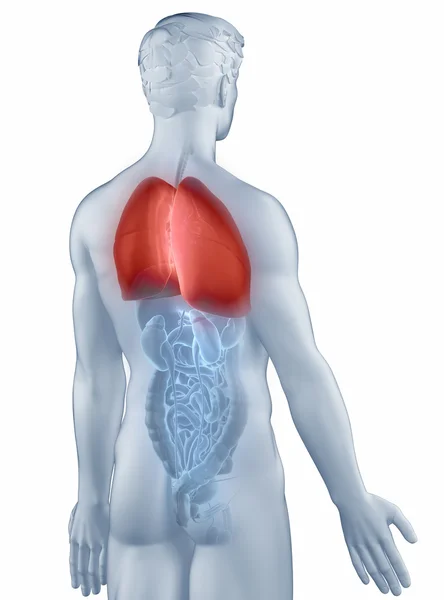 Anatomia da posição pulmonar visão posterior isolada do homem — Fotografia de Stock