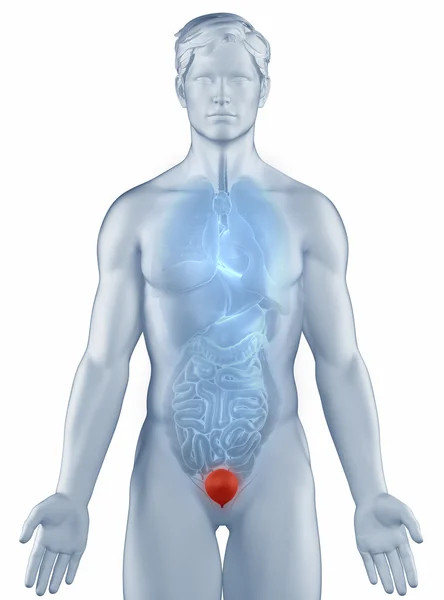 Pęcherza moczowego pozycji anatomia mężczyzna na białym tle — Zdjęcie stockowe