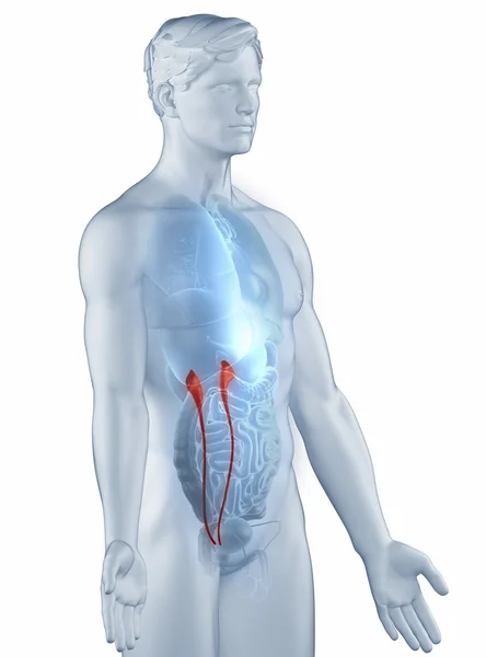 Moczowodu pozycji anatomii człowieka na białym tle boczna — Zdjęcie stockowe