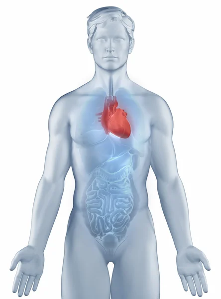 Heart position anatomy man isolated — Stock Photo, Image