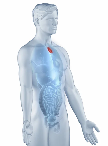 Thymus positie anatomie man geïsoleerd zijdelingse weergave — Stockfoto