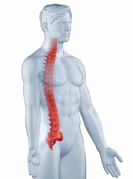 척추 위치 해부학 남자 절연 측면 보기 — 스톡 사진