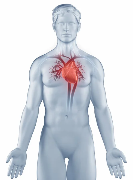 Sistema circulatório posição anatomia homem isolado — Fotografia de Stock