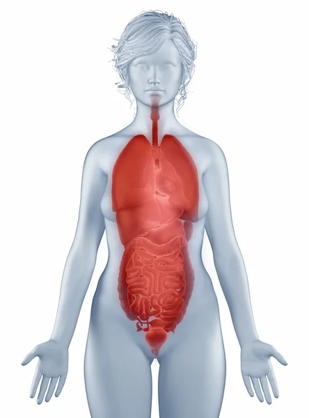 Narządów pozycji anatomia kobieta na białym tle — Zdjęcie stockowe