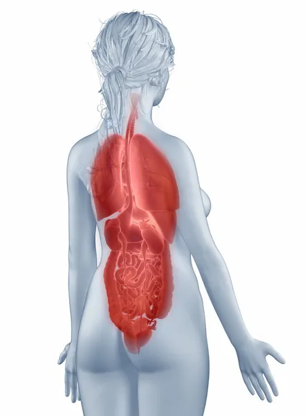 Orgány pozici anatomie žena izolovaná zadní pohled — Stock fotografie