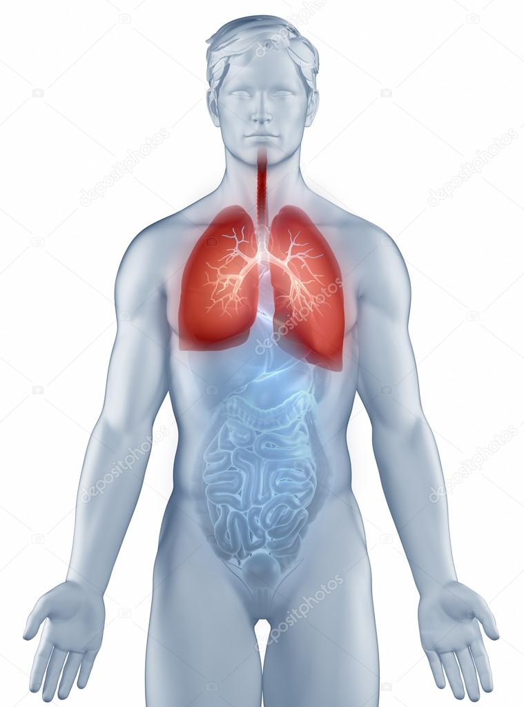 Respiratory system position anatomy man isolated