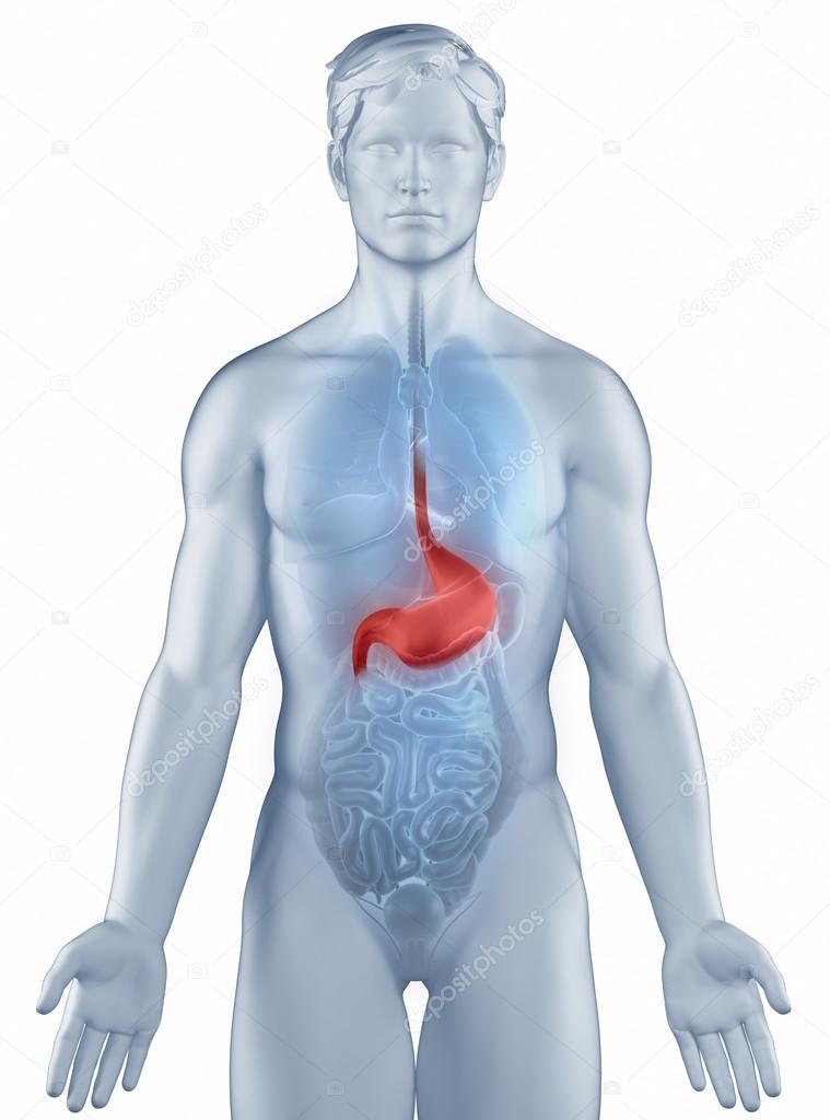 Stomach position anatomy man isolated