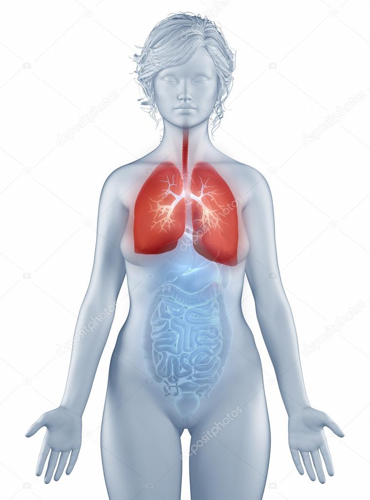 Respiratory system anatomy woman isolated
