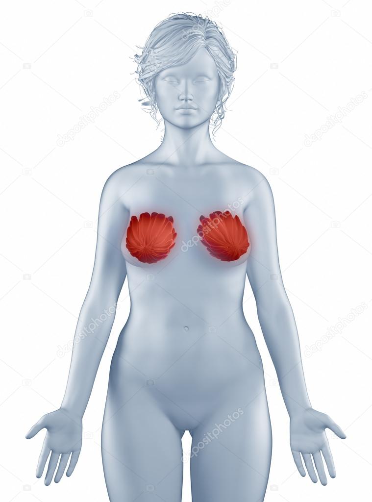 Breast position anatomy woman isolated