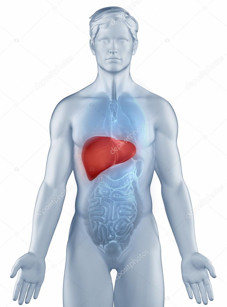 Liver position anatomy man isolated