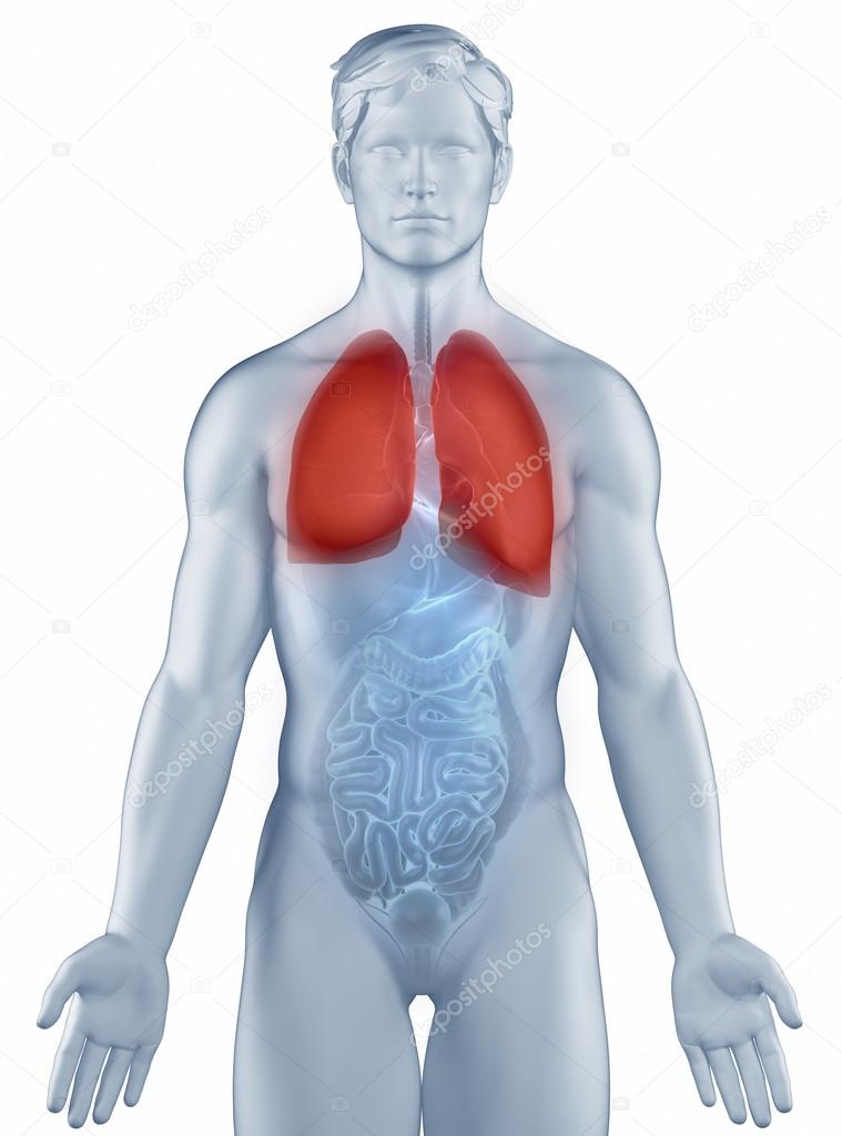 Lungs position anatomy man isolated