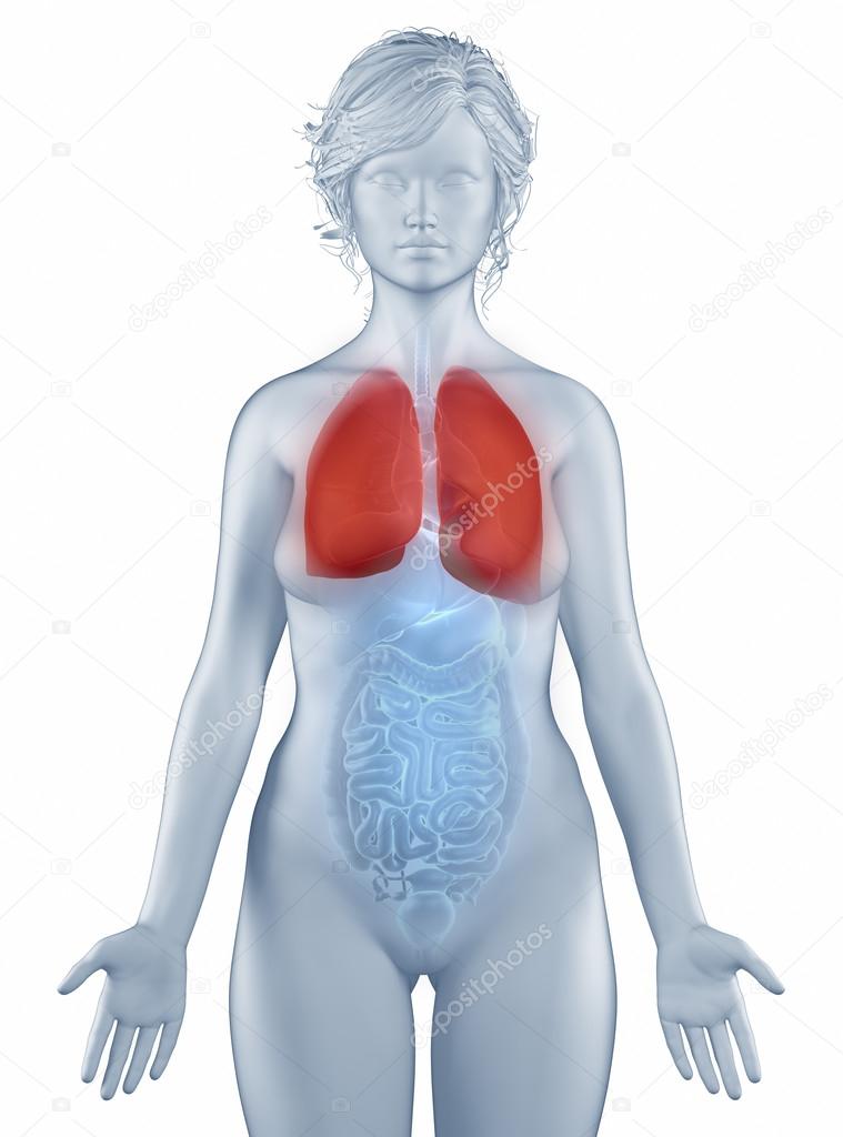 Lungs position anatomy woman isolated