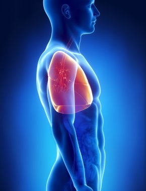 Akciğerler erkek anatomisi yanal x-ray görüş
